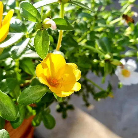 B&baglio Дом отдыха *